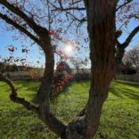 Une fin de saison poétique et colorée à Gisacum